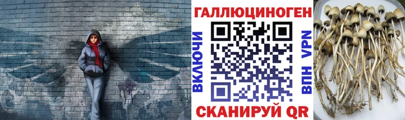 Галлюциногенные грибы Psilocybe как найти Мглин